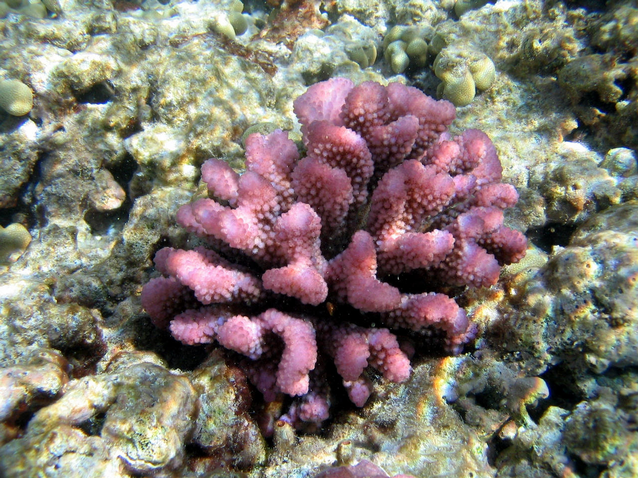 Pocillopora meandrina